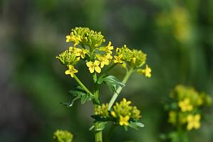 2025-04286651 Parker River  NWR, MA